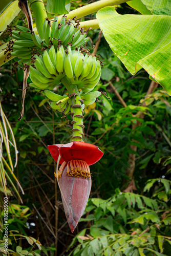 Banana blossom before it be...