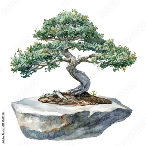 A watercolor vector of a Jade Bonsai, isolated on a white background. Jade Bonsai vector.
