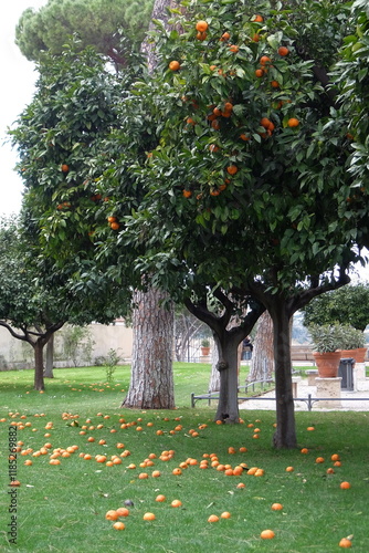 Canvas Print Orange trees in a peaceful garden in Savello Park (Giardino degli Aranci) in March, with vibrant oranges scattered across the lush green grass