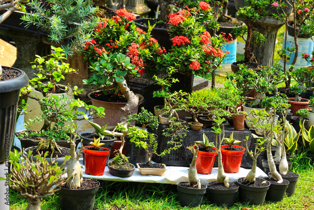 Obraz premium Vibrant Bonsai and Ixora Collection: A Sunny Garden Display