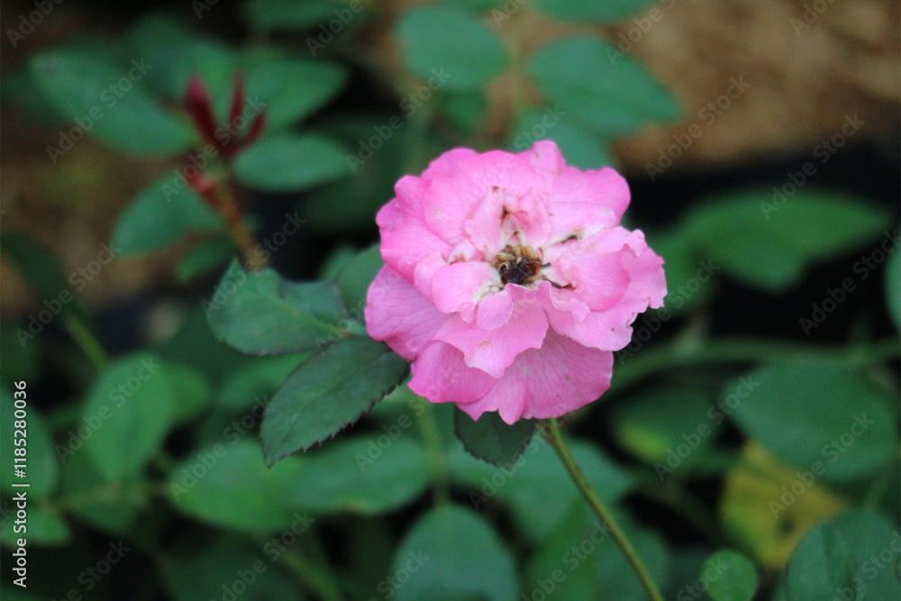 Pink Rose Blossom: Delicate Petals, Serene Garden Bloom Pink Rose Blossom: Delicate Petals, Serene Garden Bloom