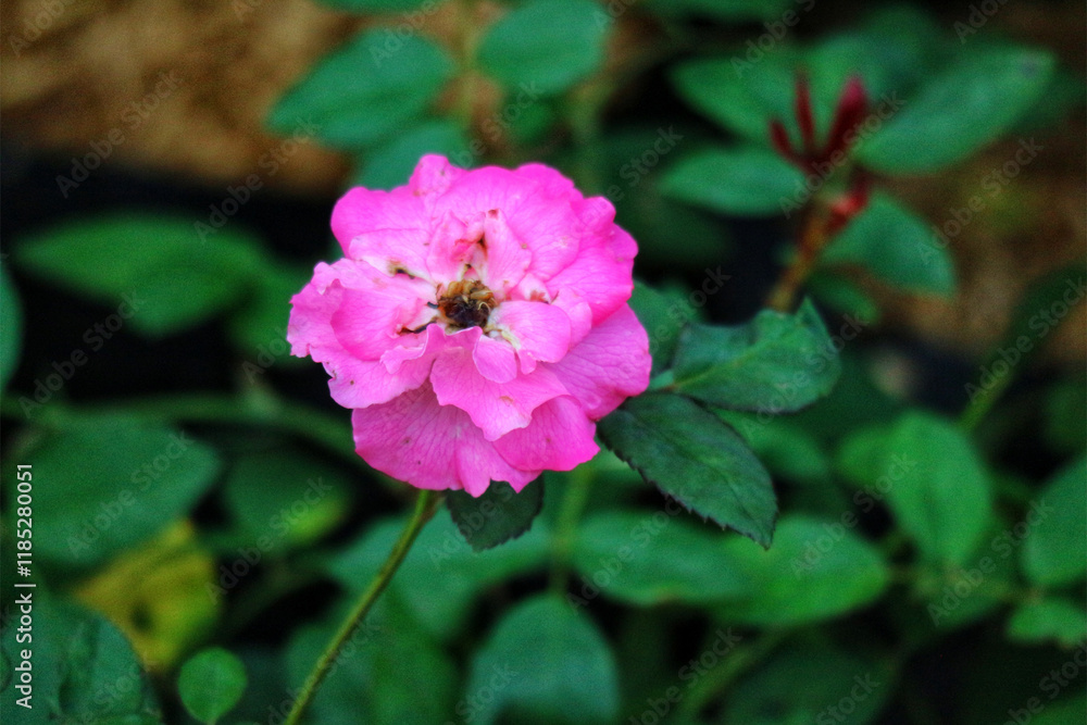 Pink Rose Blossom: A Serene Floral Close-up Pink Rose Blossom: A Serene Floral Close-up