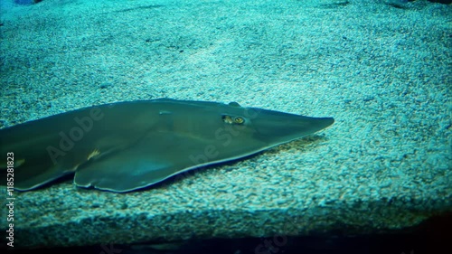 Close up of a Rhinobatos fish swimming in the water photo