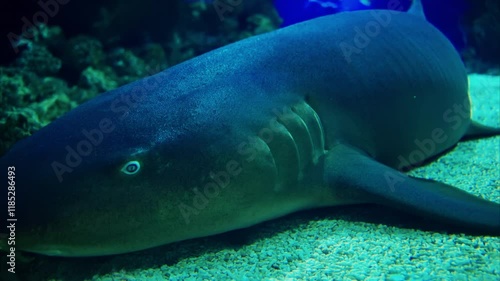 Close up of a Rhinobatos fish swimming in the water photo