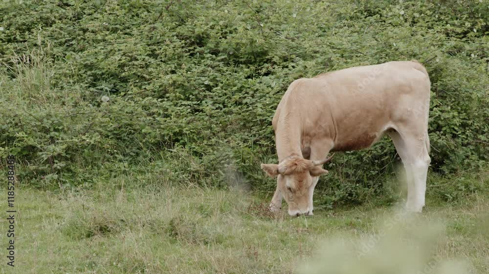 Light brown dairy cow grazing lush green grass near dense bushes within peaceful rural countryside pasture during summer sunlight Light brown dairy cow grazing lush green grass near dense bushes within peaceful rural countryside pasture during summer sunlight