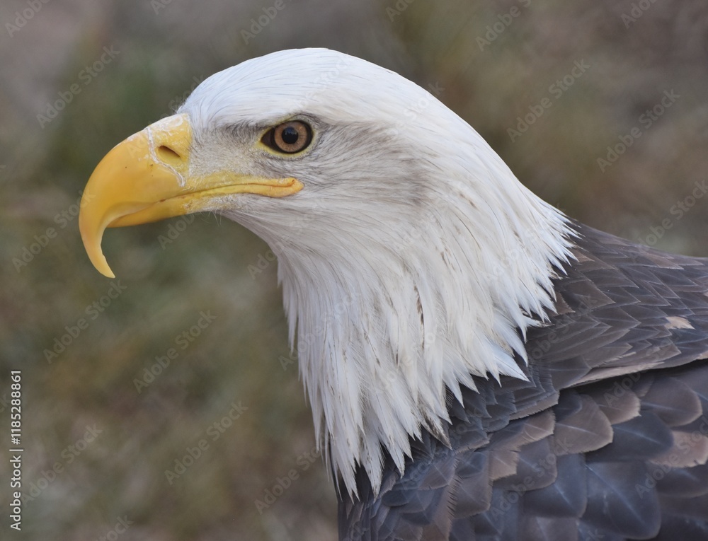 A Bald Eagle (Haliaeetus leucocephalus) standing in the New Mexico desert. A Bald Eagle (Haliaeetus leucocephalus) standing in the New Mexico desert.