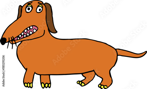 funny brown dachshund with yellow paws and square teeth stands and looks surprised