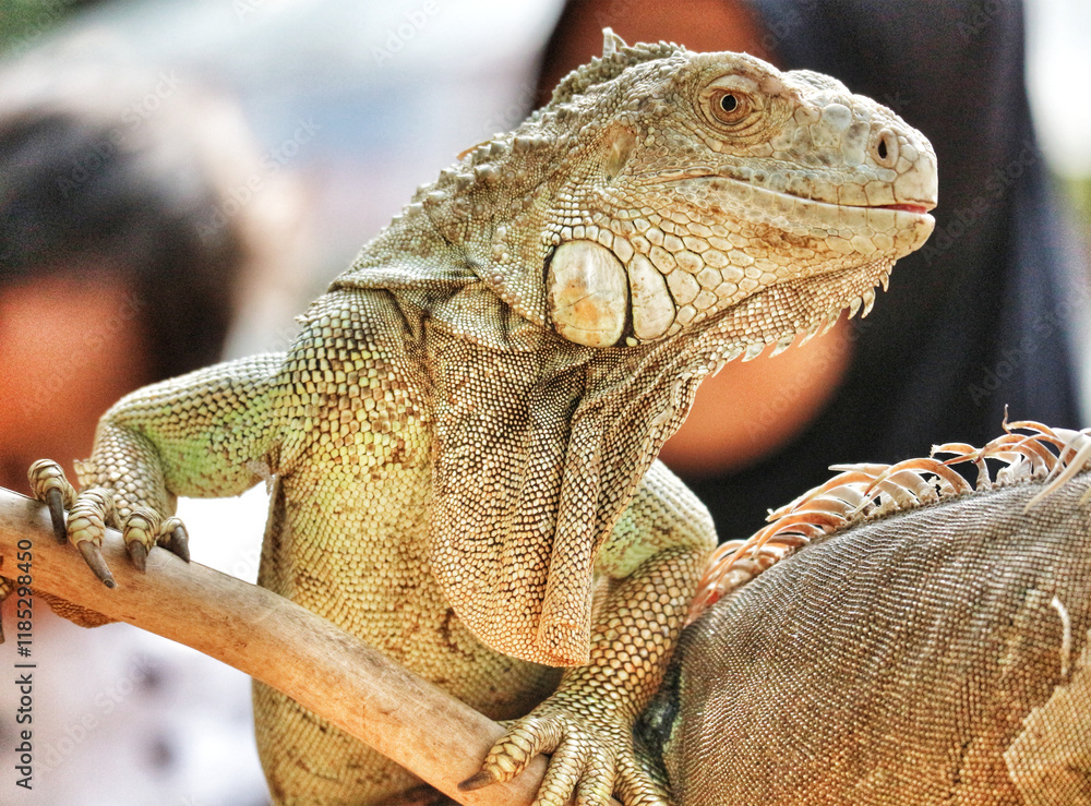 Obraz premium Green Iguana on Branch: A Detailed Close-up in Natural Light