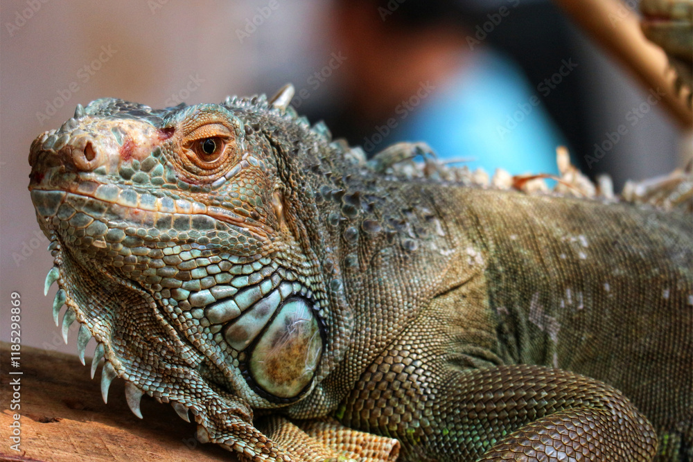 Green Iguana Portrait: Textured Scales and Intriguing Gaze Green Iguana Portrait: Textured Scales and Intriguing Gaze