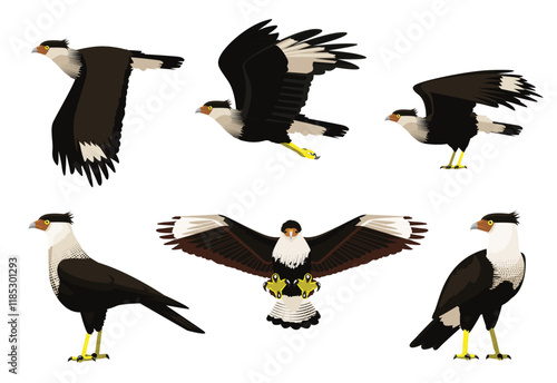 Caracara Crested Bird of Prey Vector Cartoon Character Various Poses