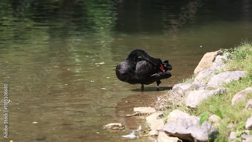 Black swan swimming in the lake. (Cygnus atratus)