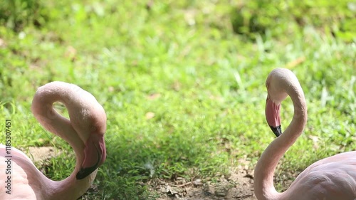 Pink flamingo on the green grass in the zoo park, Thailand.