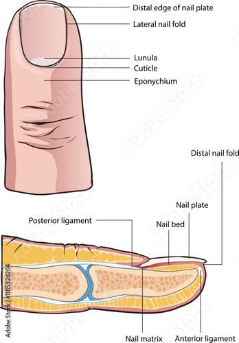 illustration of nail anatomy cross section