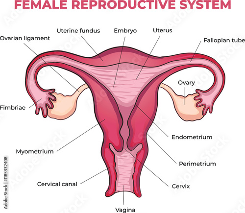 illustration of female reproductive system diagram