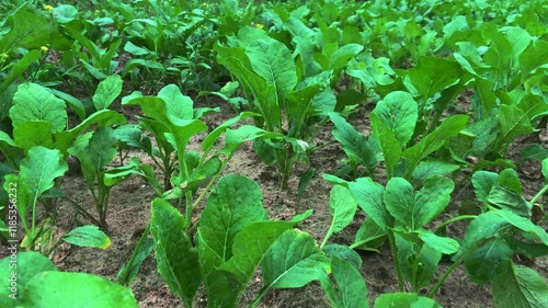 new sprouts of fresh and healthy mustard greens