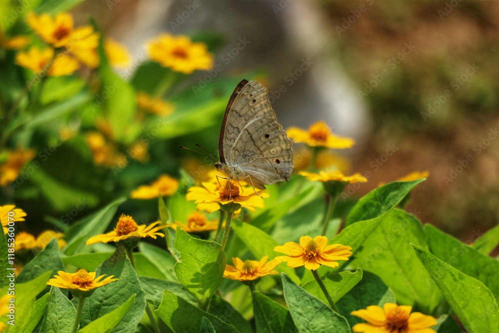 Obraz premium Serene Butterfly on Vibrant Yellow Zinnia Blooms