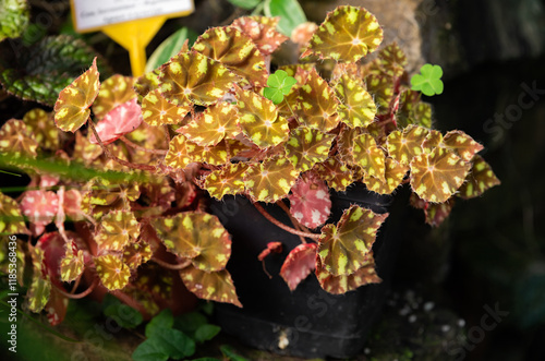 Bauer's tiger begonia (Begonia bowerae), a plant from the Begoniaceae family, with vibrant, patterned leaves in a decorative pot photo