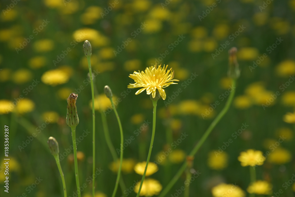 Obraz premium ブタナ