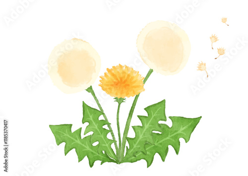 タンポポの花と綿毛のイラスト