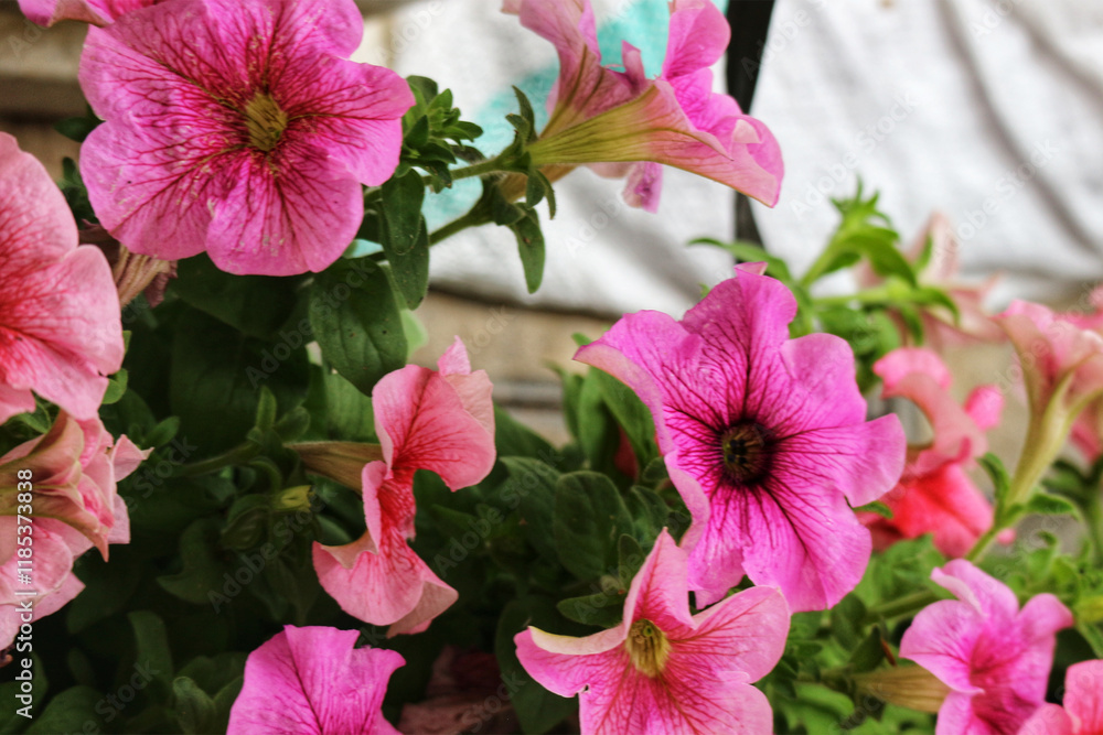 Vibrant Pink Petunias: A Lush, Romantic Floral Display