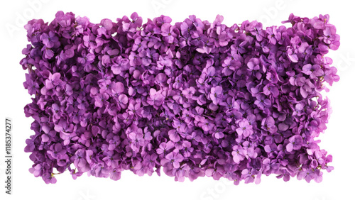 Wallpaper Mural Square frame adorned with vibrant purple flower clusters, creating a striking and colorful decorative piece. Torontodigital.ca