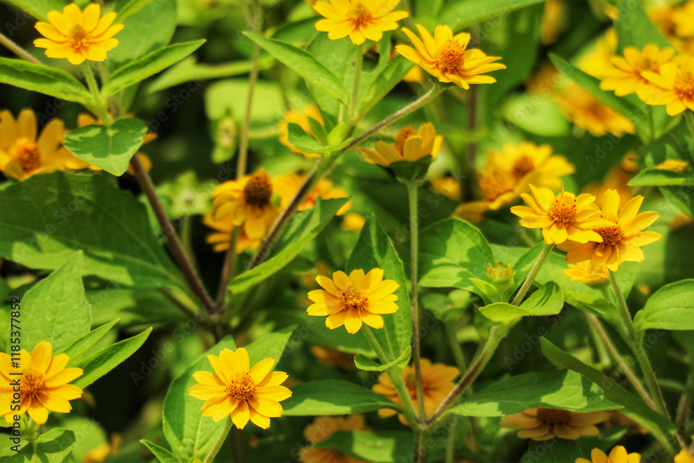 Vibrant Yellow Flowers: A Sunlit Garden Scene of Delicate Blooms Vibrant Yellow Flowers: A Sunlit Garden Scene of Delicate Blooms