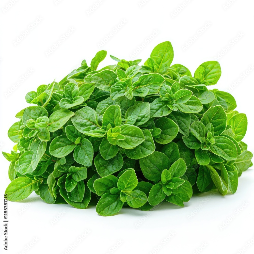 Vibrant Green Oregano: Fresh Herb Leaves, Culinary Spice, Aromatic Plant, Mediterranean Cuisine Ingredient Vibrant Green Oregano: Fresh Herb Leaves, Culinary Spice, Aromatic Plant, Mediterranean Cuisine Ingredient
