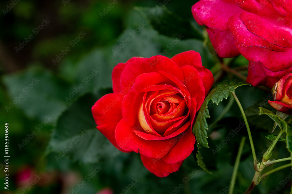 Rose Floribunda Midsummer in the summer garden Rose Floribunda Midsummer in the summer garden