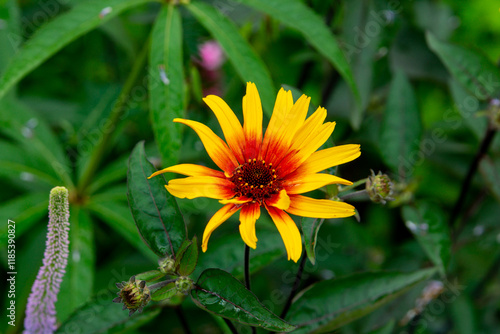 Heliopsis helianthoides in the summer garden or  rough oxeye, or false sunflower photo