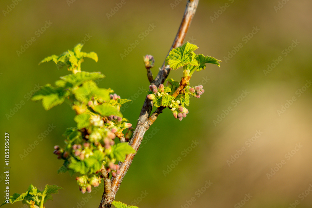 Spring is in the garden. A flowering sprig of currant. Spring is in the garden. A flowering sprig of currant.