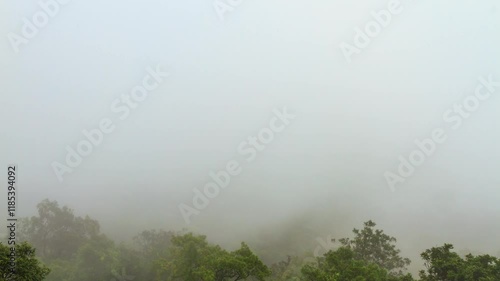 Landscape of forest, flowing mist and trees. 4K 3840x2160, wide and tilt up shot. Can be establishing shot. Time lapse.