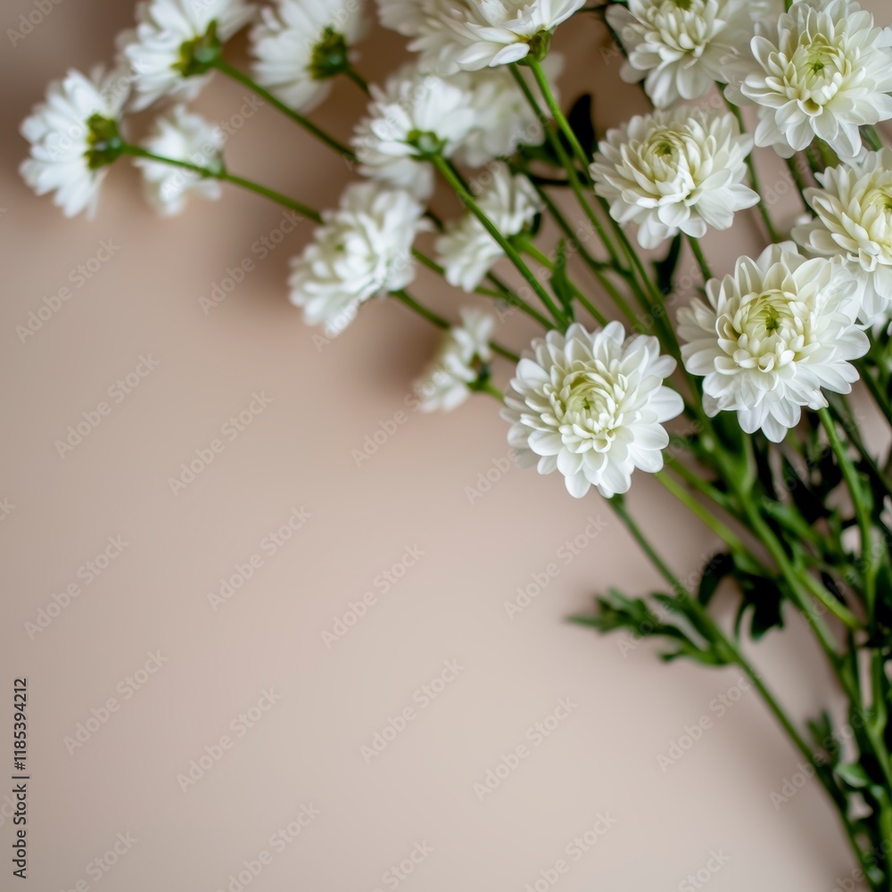 Elegant White Flowers Flat Lay Beige Background Floral Arrangement Soft Light Copy Spa Elegant White Flowers Flat Lay Beige Background Floral Arrangement Soft Light Copy Spa