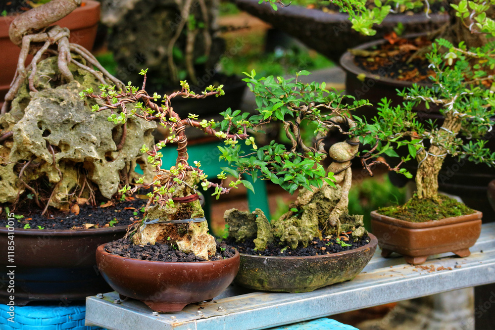Miniature Bonsai Trees: A Serene Collection of Carefully Crafted Plants Miniature Bonsai Trees: A Serene Collection of Carefully Crafted Plants