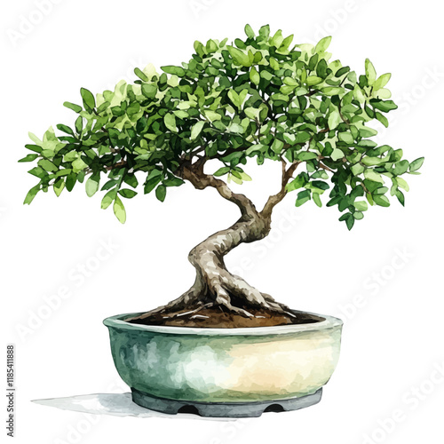 A watercolor painting of a Gumbo-Limbo Bonsai, isolated on a white background. Gumbo-Limbo vector.
