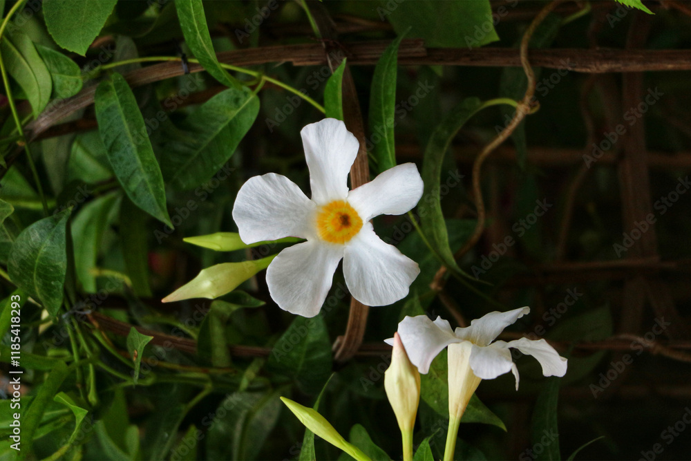 Obraz premium Elegant White Mandevilla Blooms in Serene Garden Setting