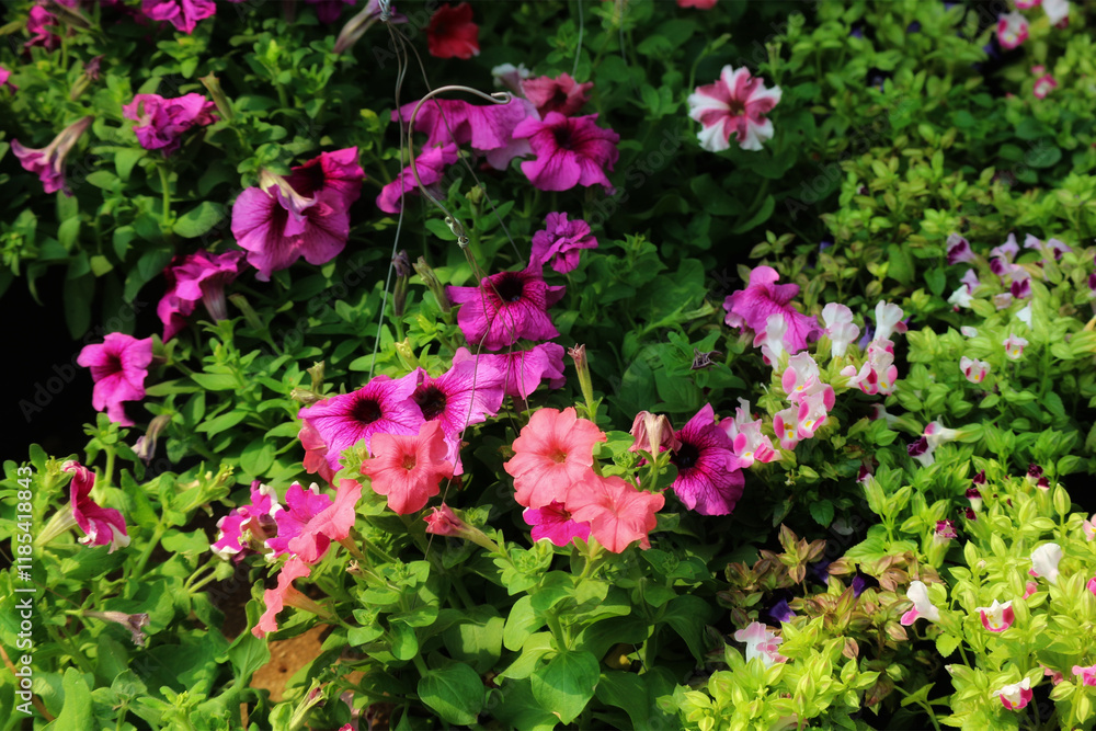 Vibrant Petunia Blooms: A Lush Garden Display of Pink and Purple Vibrant Petunia Blooms: A Lush Garden Display of Pink and Purple