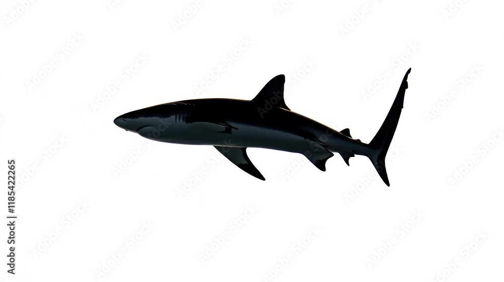 Blacktip reef shark swimming isolated on white background. Blacktip reef shark swimming isolated on white background.