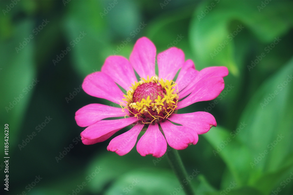 Vibrant Pink Zinnia Blossom: A Serene Botanical Close-Up Vibrant Pink Zinnia Blossom: A Serene Botanical Close-Up