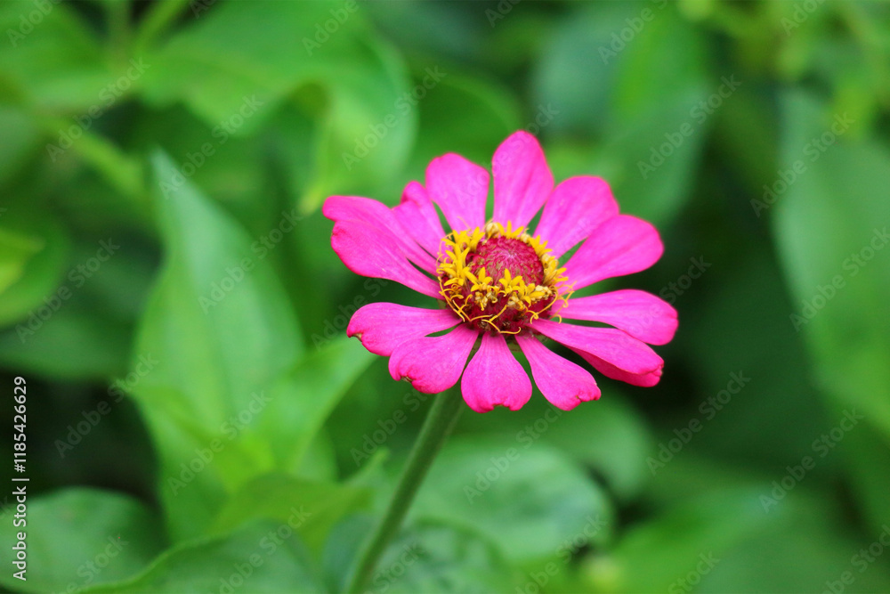 Vibrant Pink Zinnia Bloom in Lush Green Foliage: A Serene Botanical Image Vibrant Pink Zinnia Bloom in Lush Green Foliage: A Serene Botanical Image