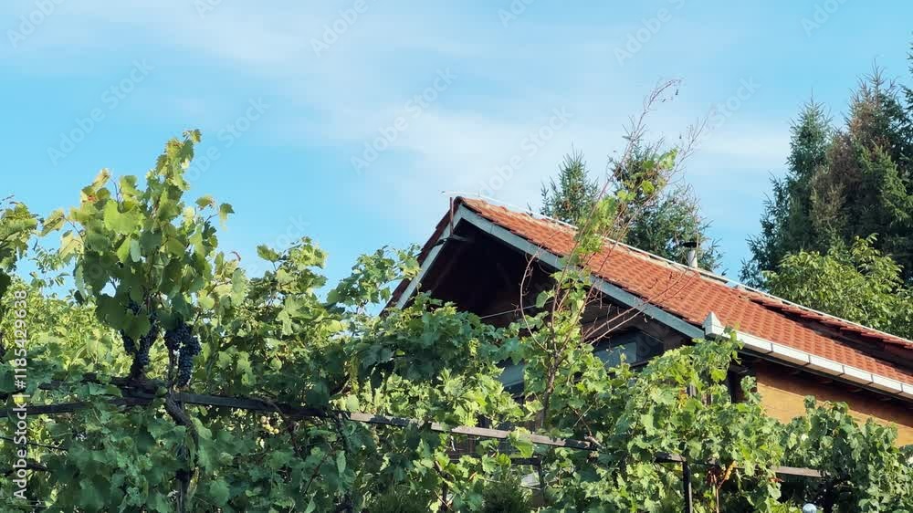 Establishing shot of rustic house with a red tiled roof surrounded by lush vineyards under a clear blue sky Establishing shot of rustic house with a red tiled roof surrounded by lush vineyards under a clear blue sky