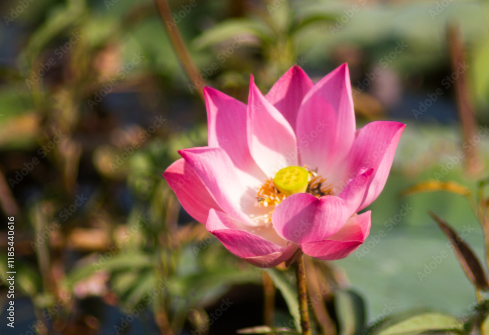 Fototapeta premium The royal lotus grows from the water in the pond but blooms so beautifully that it withers and decays over time.