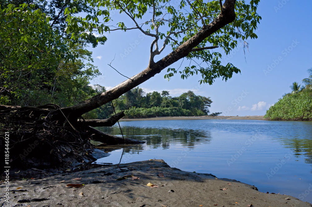 sirena river banks and estuary to pacific ocean at corcovado national park on osa peninsula in costa rica sirena river banks and estuary to pacific ocean at corcovado national park on osa peninsula in costa rica