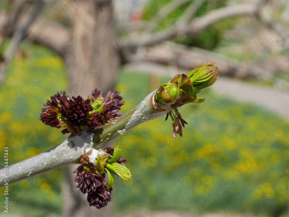 Autumn Purple Ash tree buds and flowers, Colorado Autumn Purple Ash tree buds and flowers, Colorado