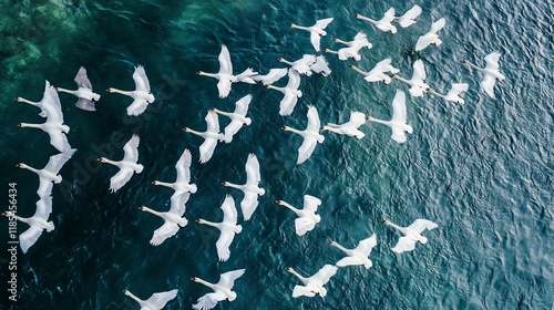 Fototapeta Naklejka Na Ścianę i Meble -  Flock of swans flying over water. Aerial view of many white swans taking flight in a pattern over dark teal water.