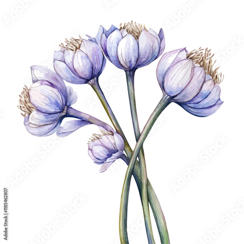 A watercolor of a Garlic Flower branch, isolated on a white background. Garlic Flower vector.
