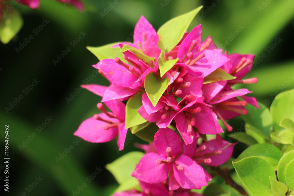 Obraz premium Vibrant Pink Bougainvillea Cluster: A Lush, Tropical Floral Delight