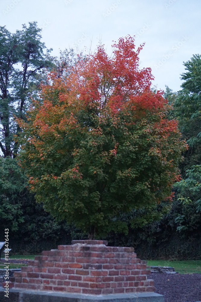 Naklejka premium Maple Tree at the Start of Fall