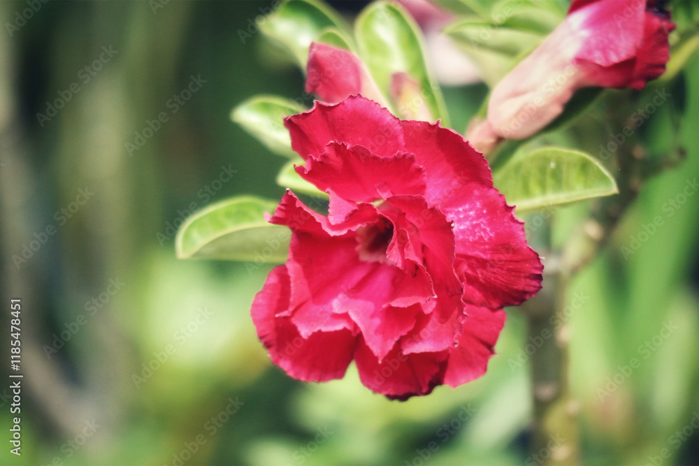 Crimson Desert Rose: A Soft Focus Botanical Study
