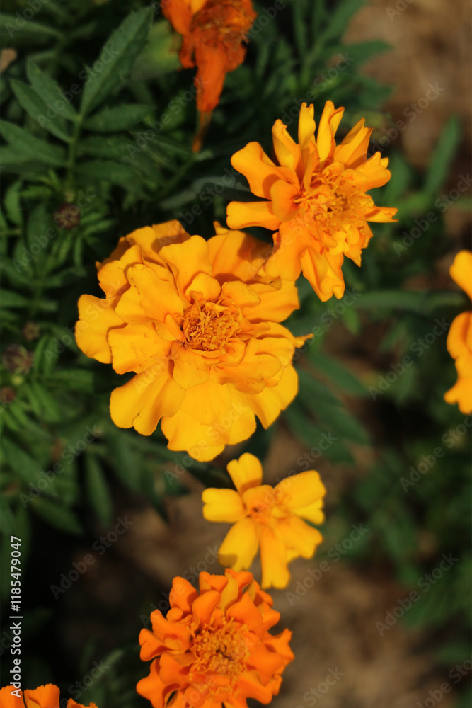 Vibrant Orange Marigolds: A Sunlit Garden Impression Vibrant Orange Marigolds: A Sunlit Garden Impression
