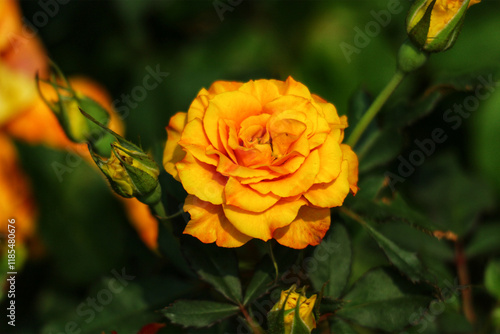 Golden Rose Bloom: A Vibrant Close-Up in Nature's Embrace photo